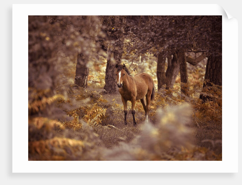 Wild Horse, New Forest by Assaf Frank